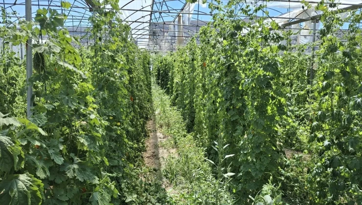 Beypazarı ilçesinde kudret narı üretimi ilgi görüyor